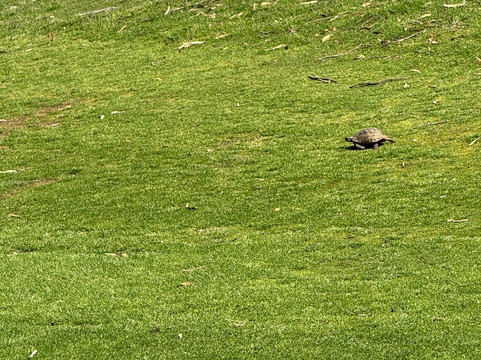 Golf les Dunes-阿加迪尔必去景点