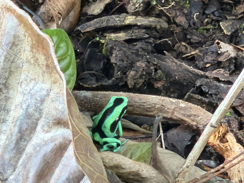 Green Acres Chocolate Farm and Nature Preserve-Cerro Brujo必去景点