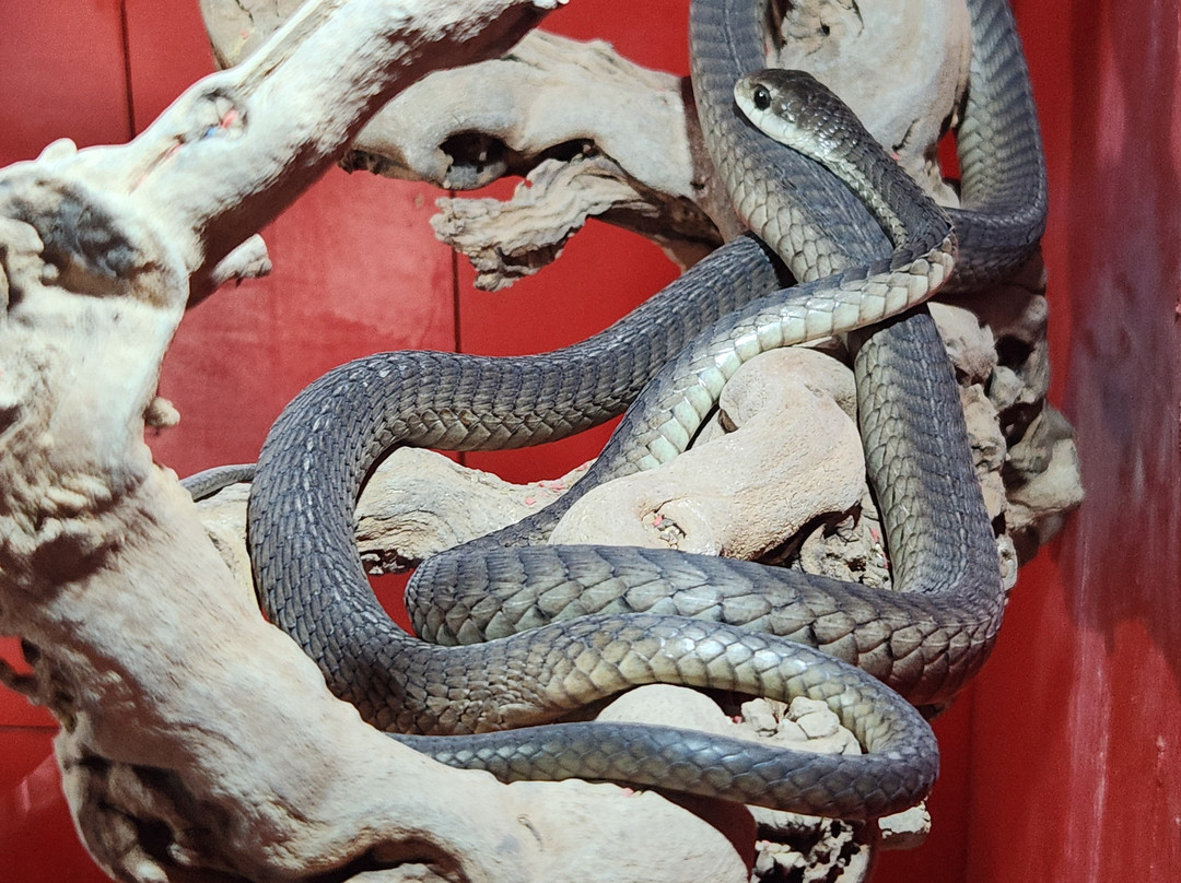 Giraffe House Wildlife Awareness Centre-斯泰伦博斯必去景点