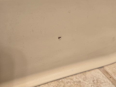 英巴卡迪诺度假村主图