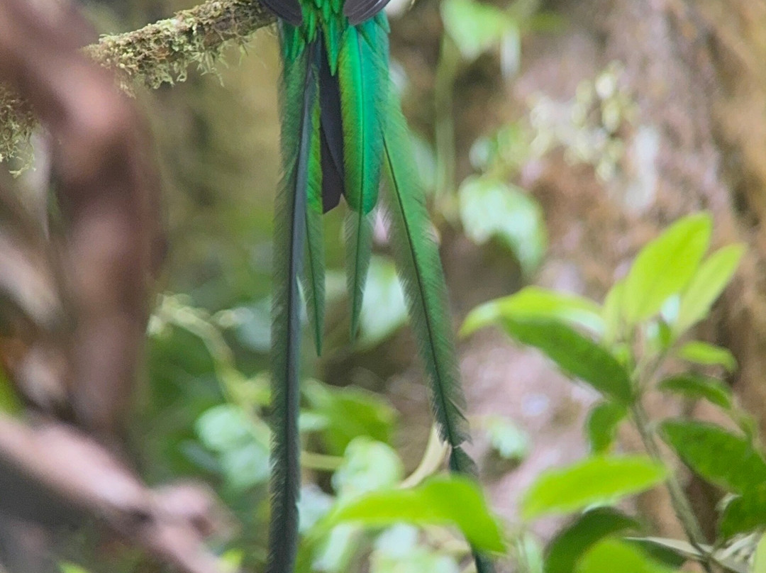 Myioborus  Nature Tours-圣埃伦娜必去景点
