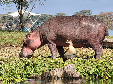 The Savannah Park , Naivasha ,kenya