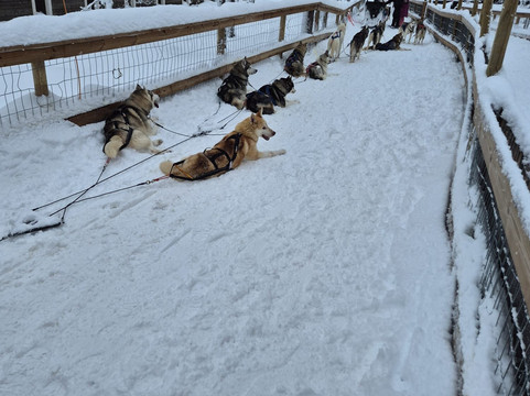 Arctic Circle Husky Park-罗瓦涅米必去景点