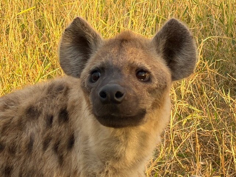 Wild Things Africa-开普敦中心区必去景点
