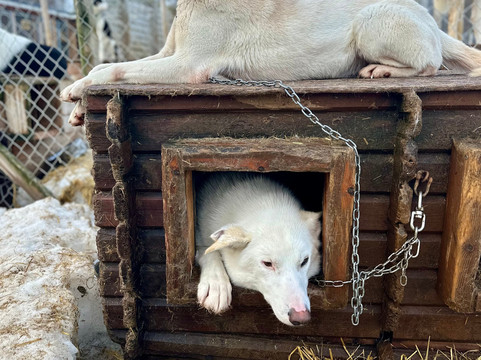 Kvaløya Husky-特罗姆瑟必去景点
