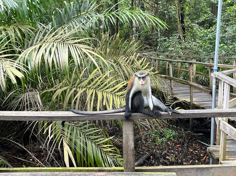 Lekki Conservation Centre-拉哥斯必去景点