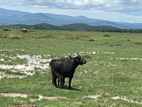 Designer Safari-内罗毕必去景点