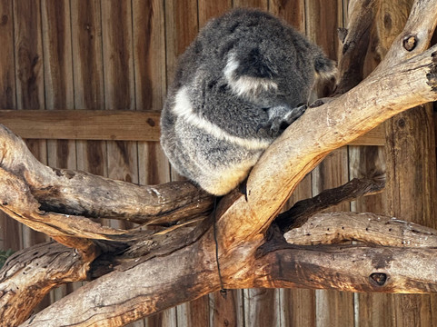 菲利普岛野生动物园-考斯必去景点