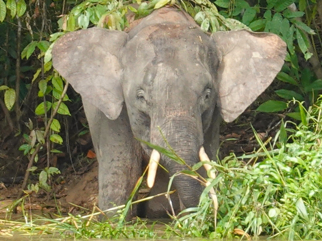 Borneo Eco Tours-亚庇必去景点