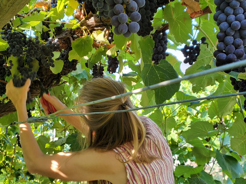 Robin Ridge Winery-Keremeos必去景点