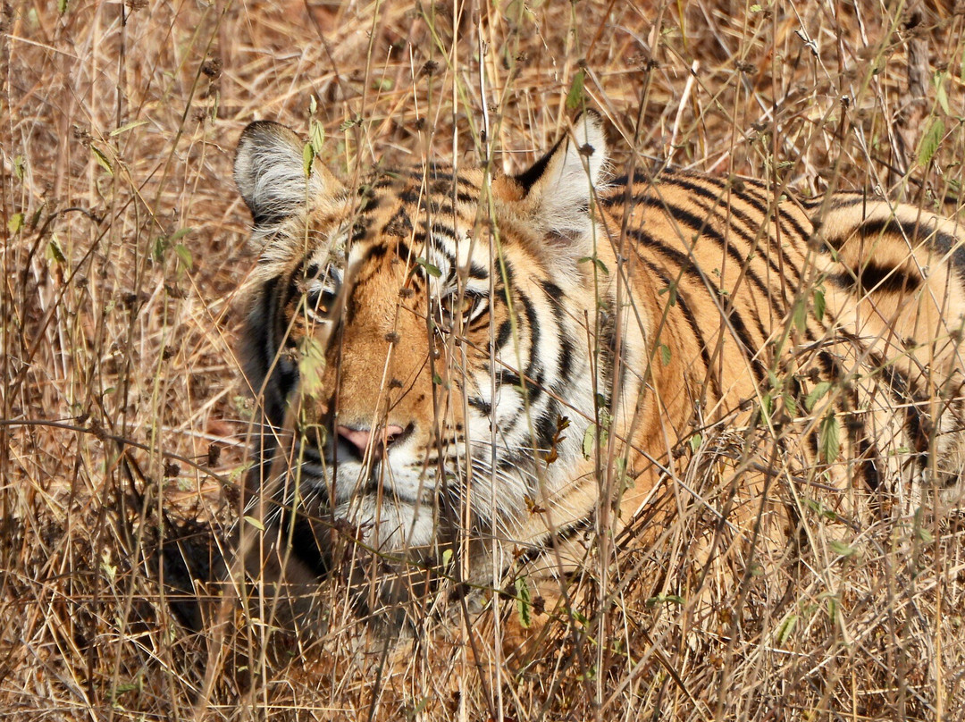 Panna National Park Safari-Madla必去景点