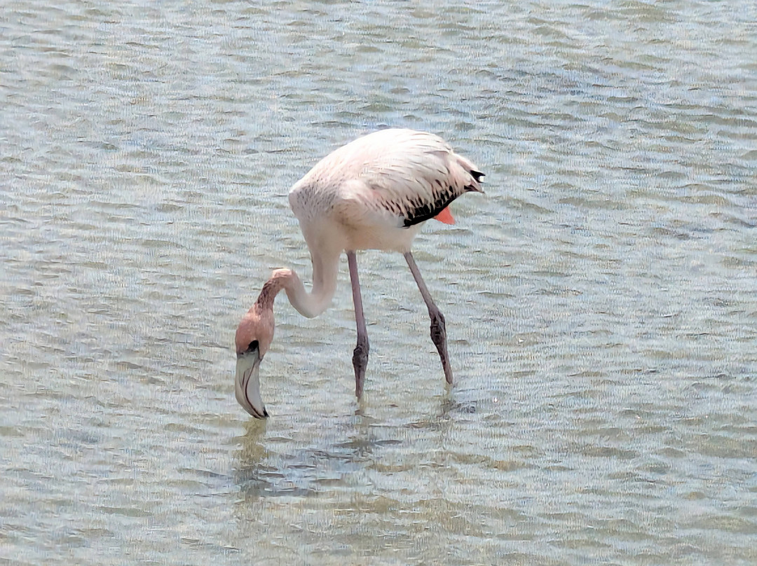 Buccoo Reef-多巴哥必去景点