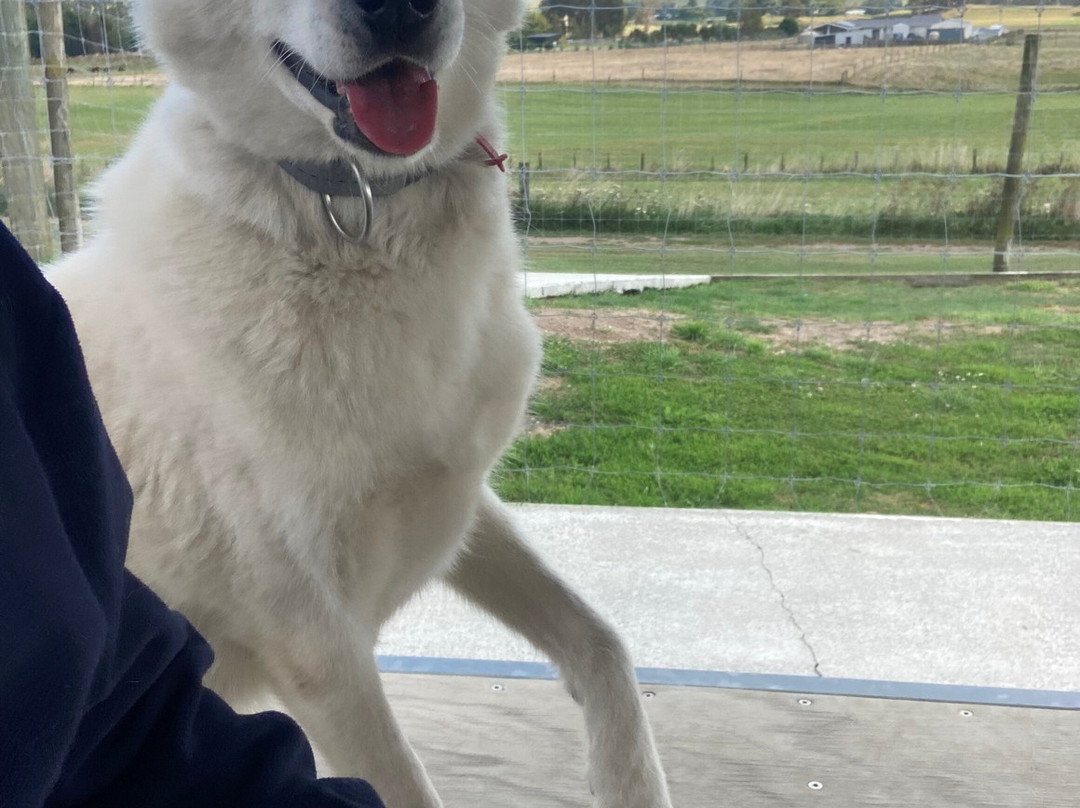 Timberline Racing Siberian Huskies-陶波必去景点