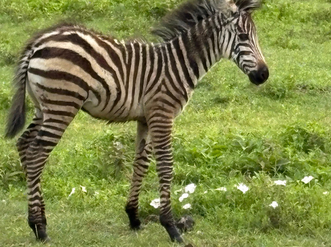 African Traits-阿鲁沙必去景点