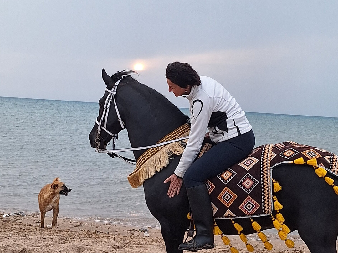 Yallahorse Stable-艾高娜必去景点