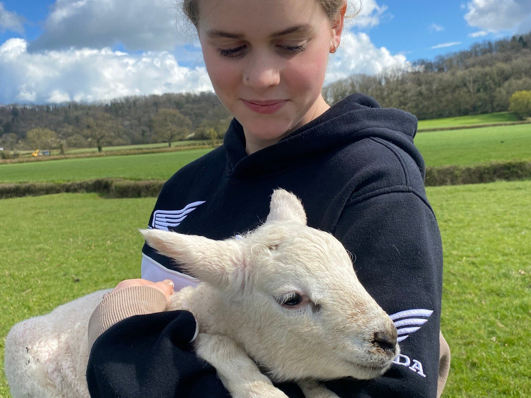 Somerset Sheep Trekking-Pitminster必去景点