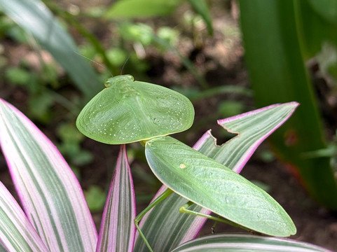 Destination Services CR-利比里亚必去景点