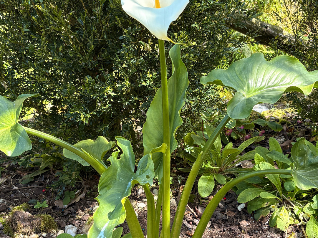 Ayuntamiento de Taramundi-Taramundi必去景点