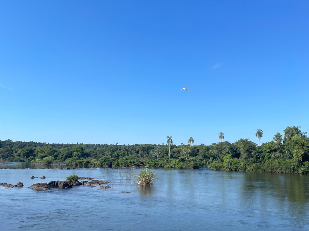 Iguazu Jungle-伊瓜苏港必去景点