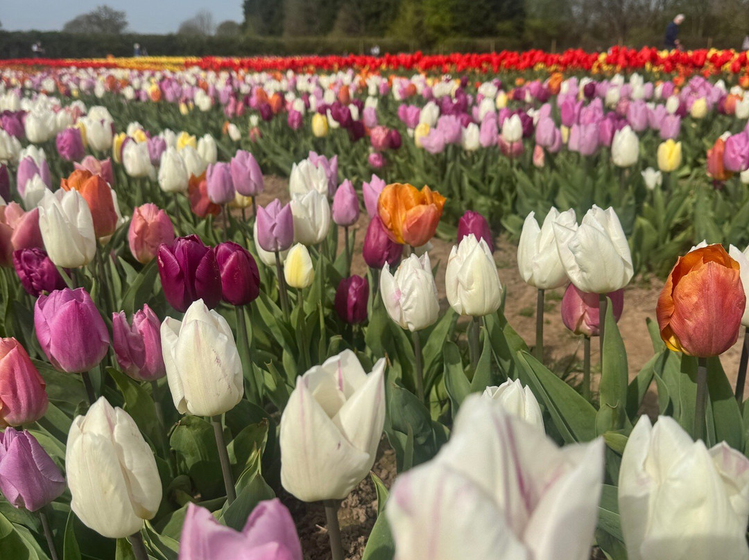 Tulleys Tulip Garden - Warwickshire-沃里克必去景点