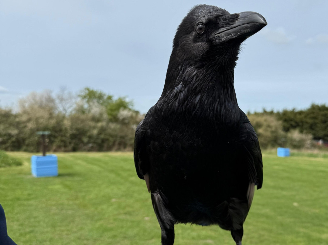 Feathers and Fur Falconry Centre-布拉克内尔必去景点