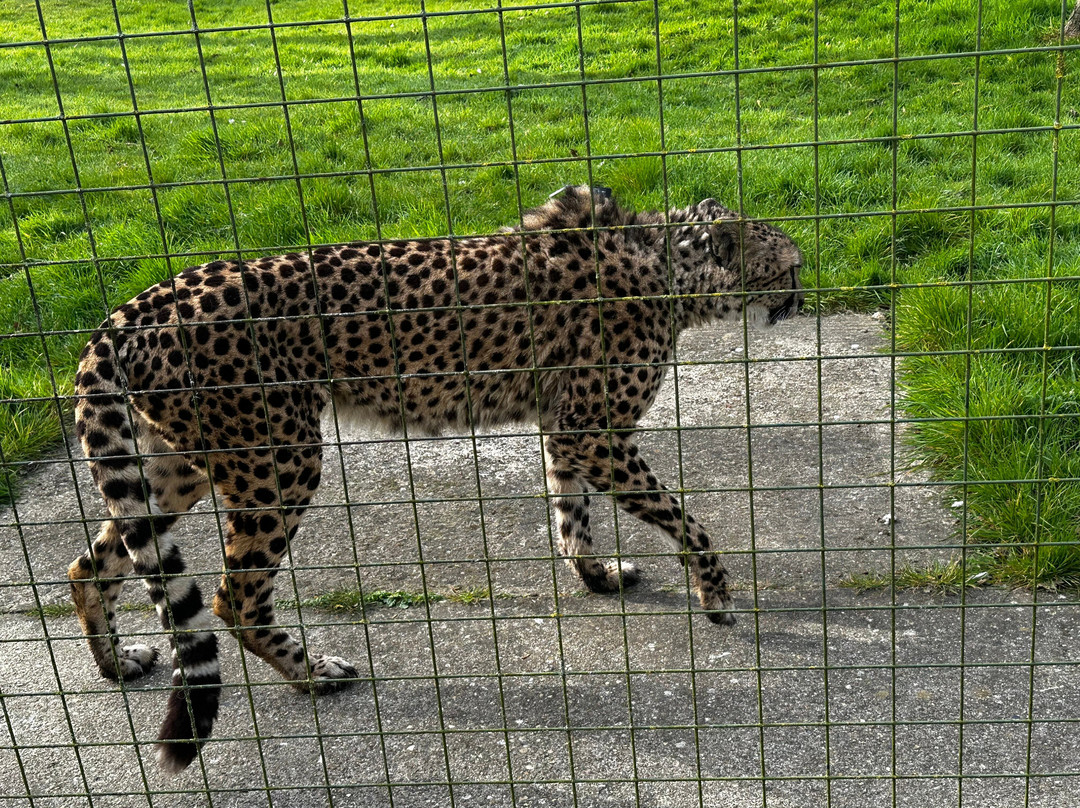 The Big Cat Sanctuary-Smarden必去景点