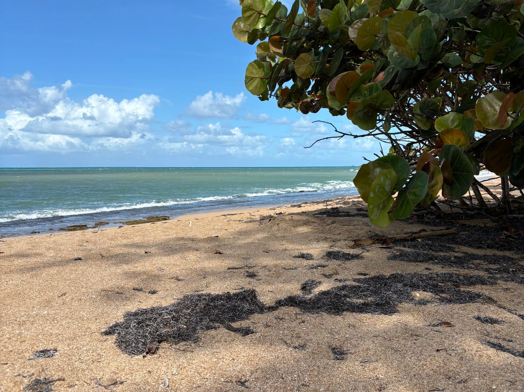 Plage Des Amandiers-Sainte Rose必去景点