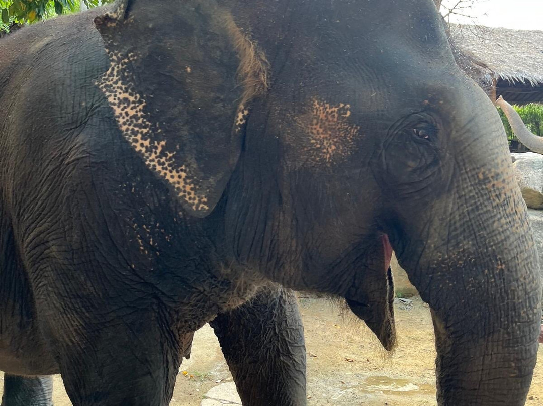 Phangan Elephant Sanctuary-帕岸岛必去景点