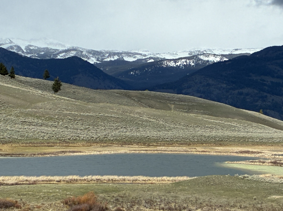 Yellowstone Wolf Tracker-加德纳必去景点