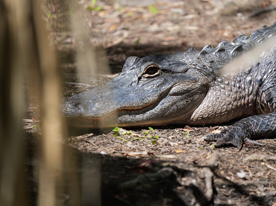 Airboat and Gator Charters-De Leon Springs必去景点