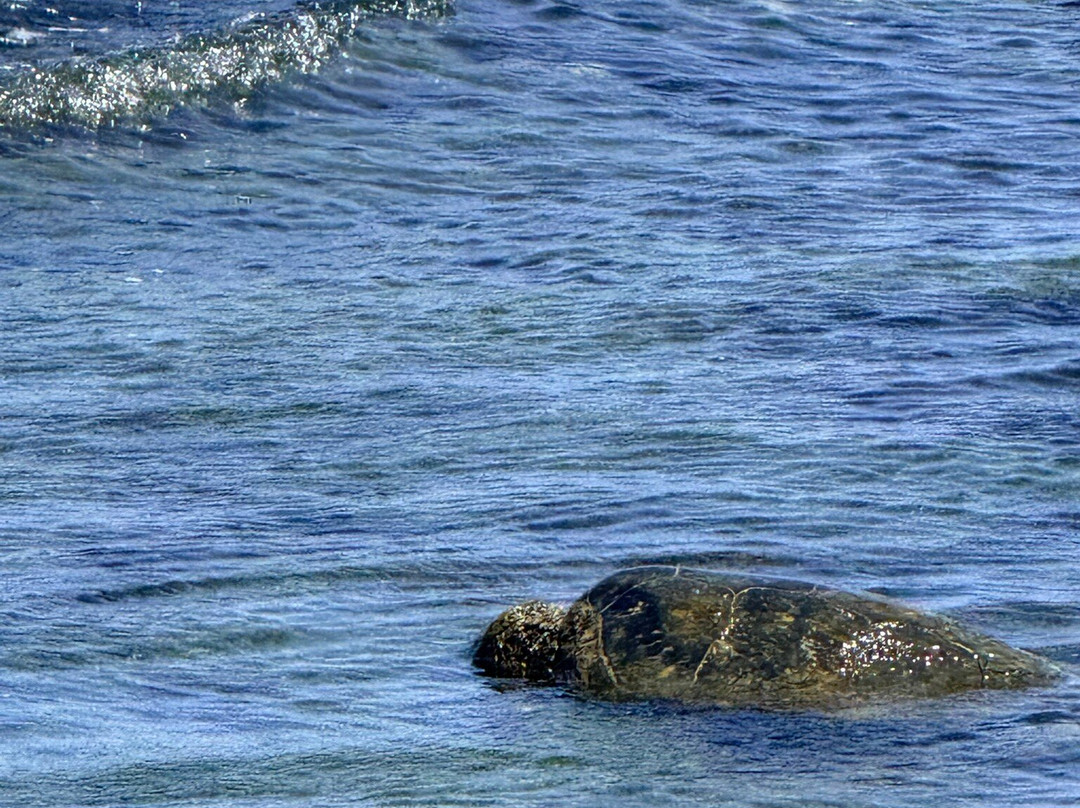 Kaloko-Honokohau National Historical Park-凯鲁瓦-柯纳必去景点