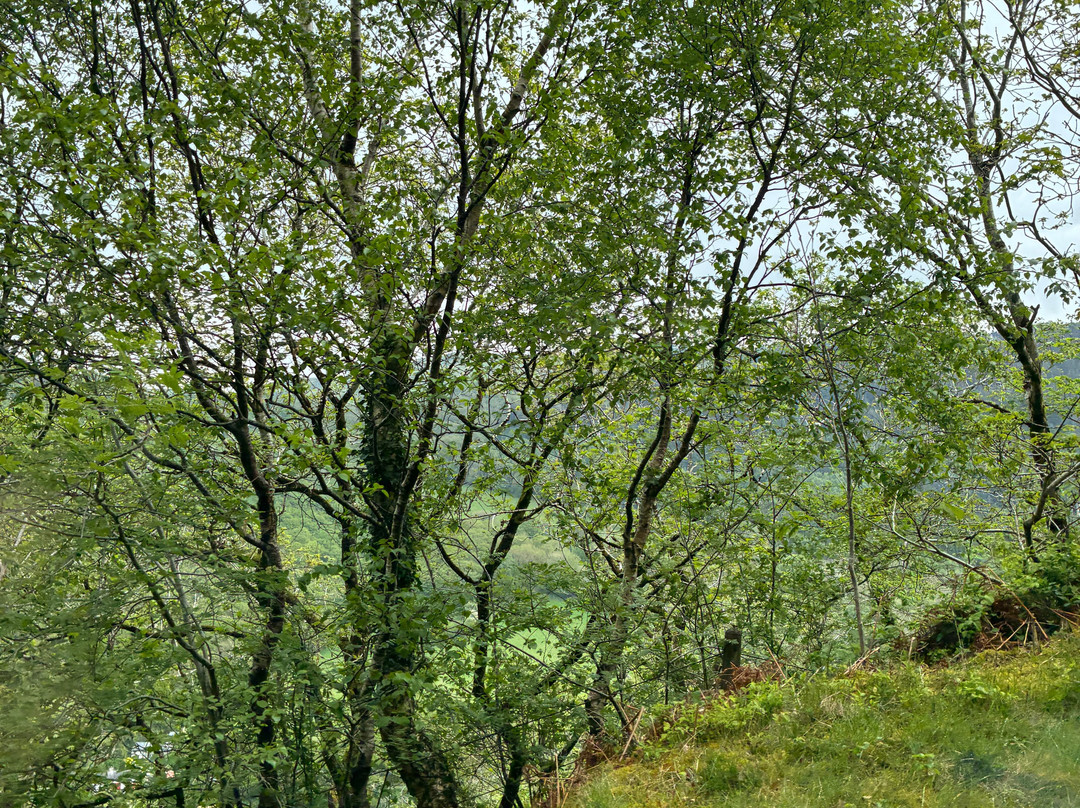 Vale of Rheidol Railway-阿伯里斯特威斯必去景点