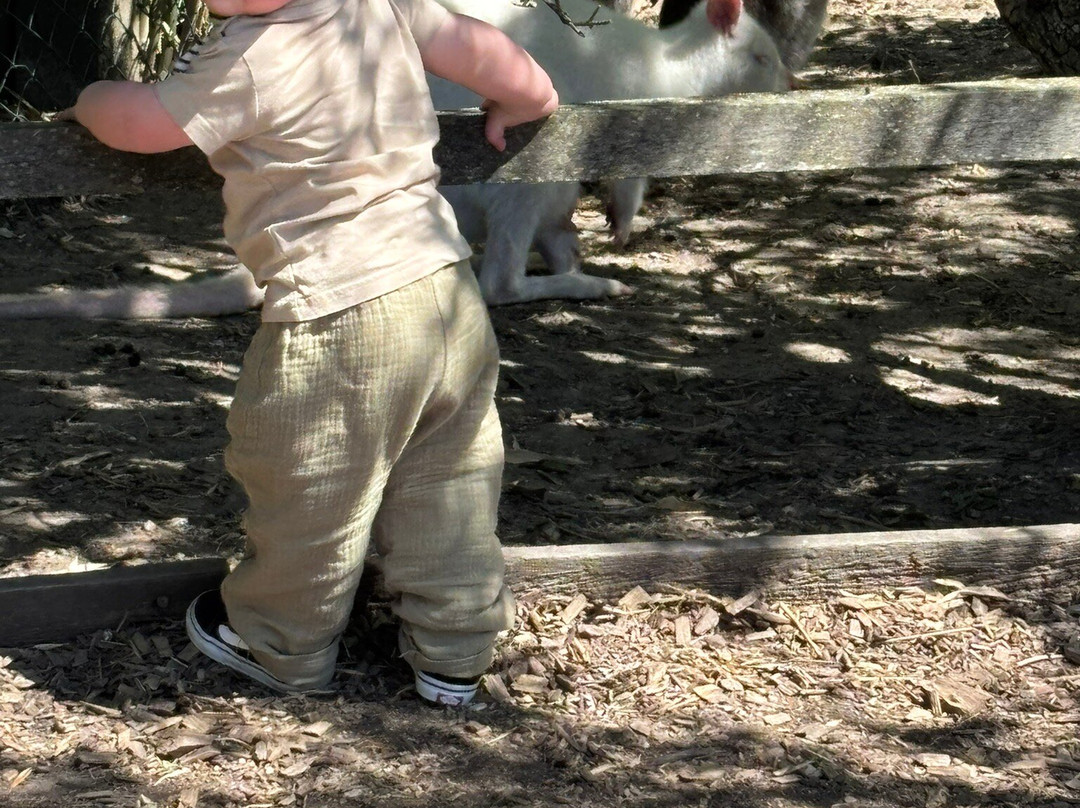 Uilen- en Dierenpark De Paay-Beesd必去景点