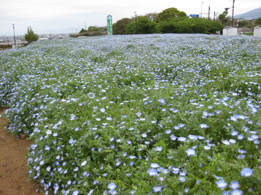 Izu Fruit Park-三岛市必去景点