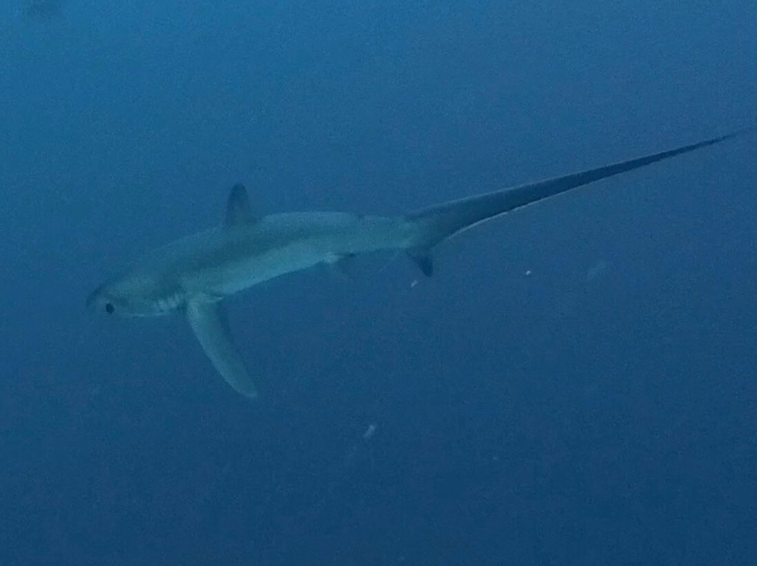Pelagic Divers Fuvahmulah-Fuvahmulah必去景点