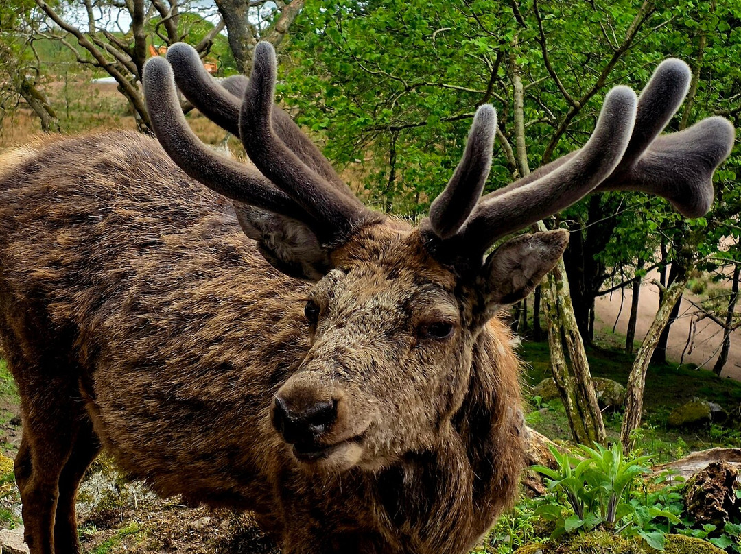 Bainloch Deer Park-Dalbeattie必去景点