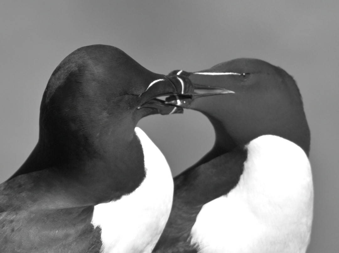 Mull Wildlife Breaks-Salen必去景点