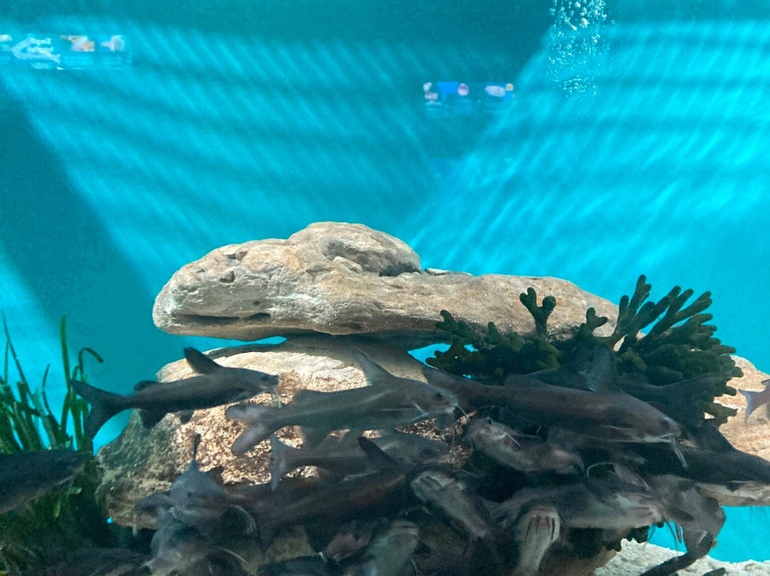 Two Oceans Aquarium-开普敦中心区必去景点