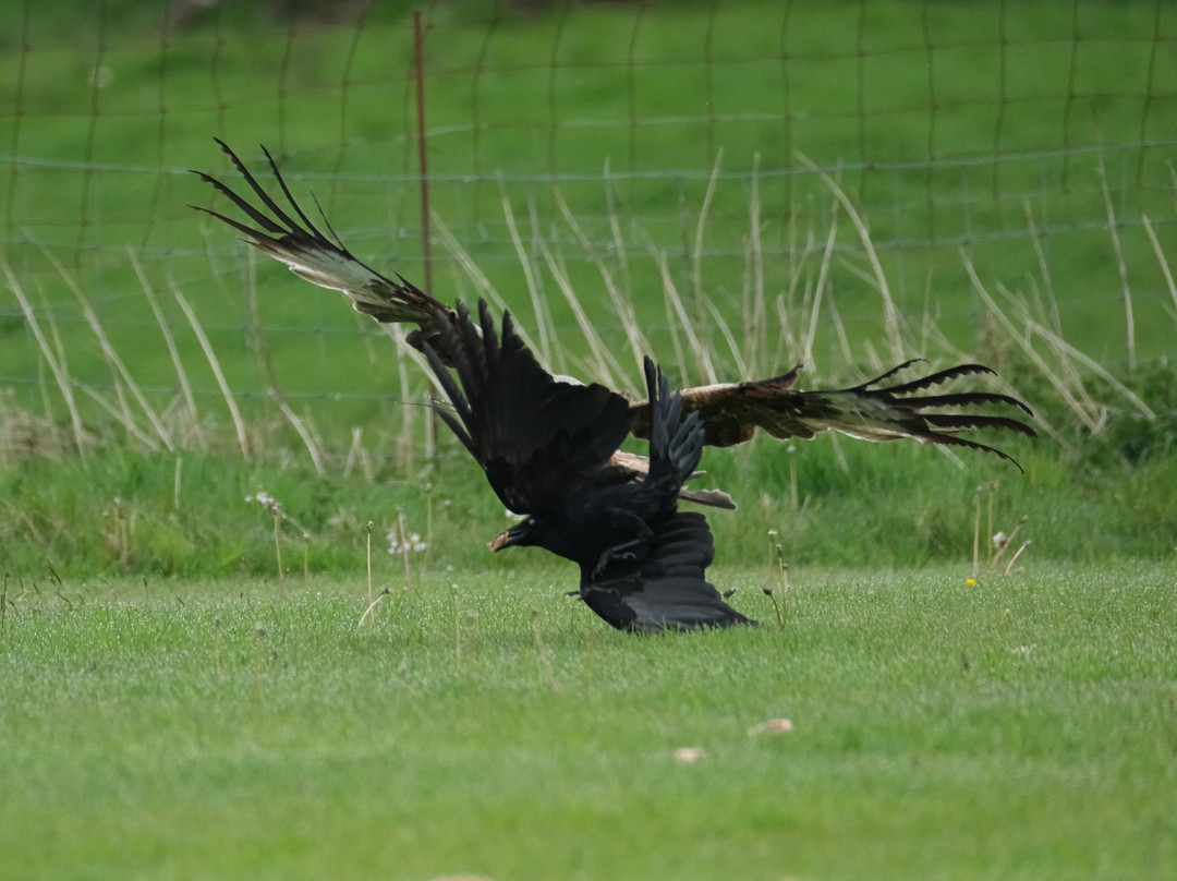 Red Kite Feeding Station, Llanddeusant-Llanddeusant必去景点
