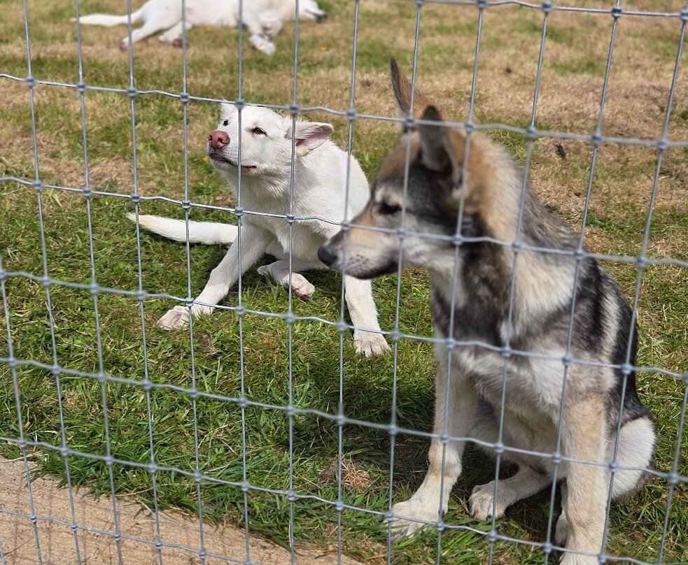 Errigal View Pet Farm-Gweedore必去景点