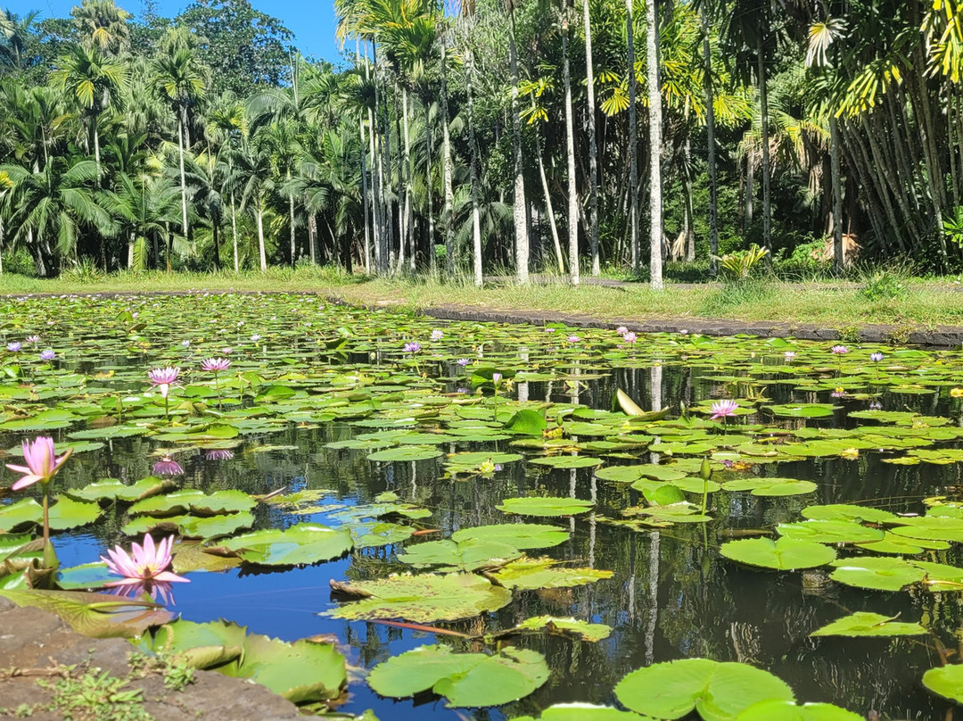 Antonio Taxi Mauritius-Palmar必去景点