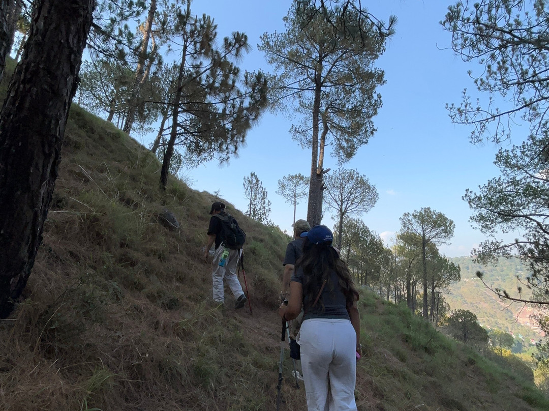 Kasauli Nature Walks With Vanita-Kasauli必去景点
