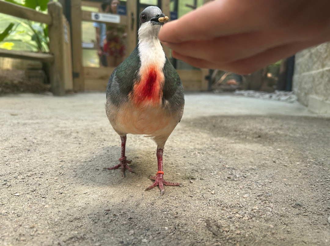 Sylvan Heights Bird Park-Scotland Neck必去景点