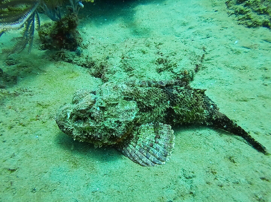 Undersea Tobago Ltd-克朗波因特必去景点