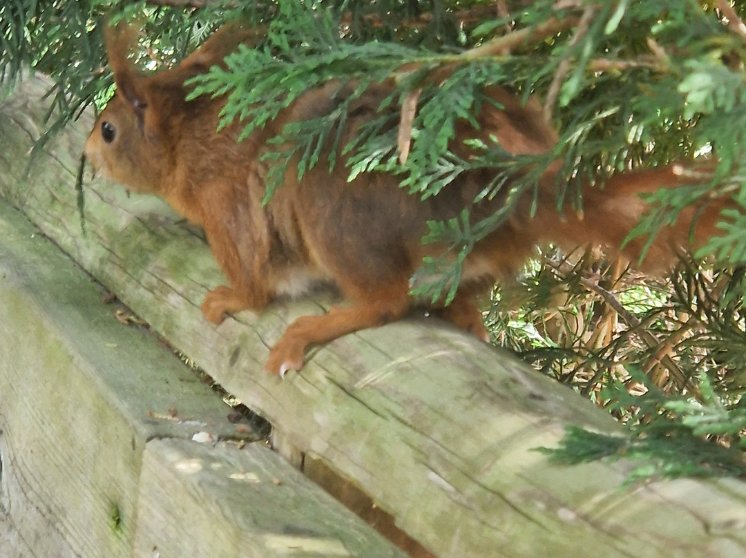 British Wildlife Centre-Lingfield必去景点