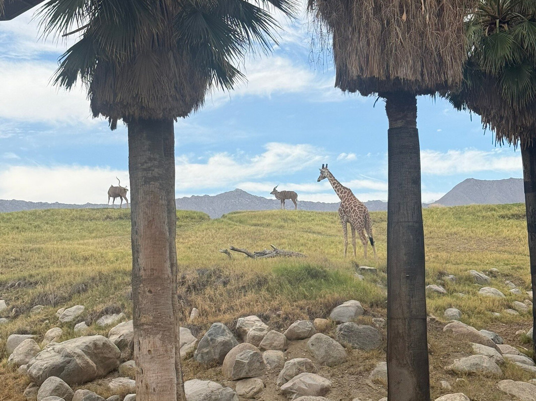 The Living Desert Zoo and Gardens-棕榈沙漠必去景点