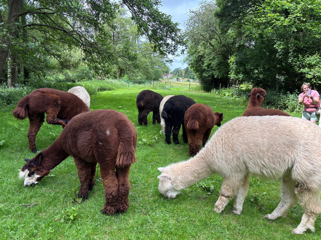 Bell Farm Alpacas-Pensford必去景点