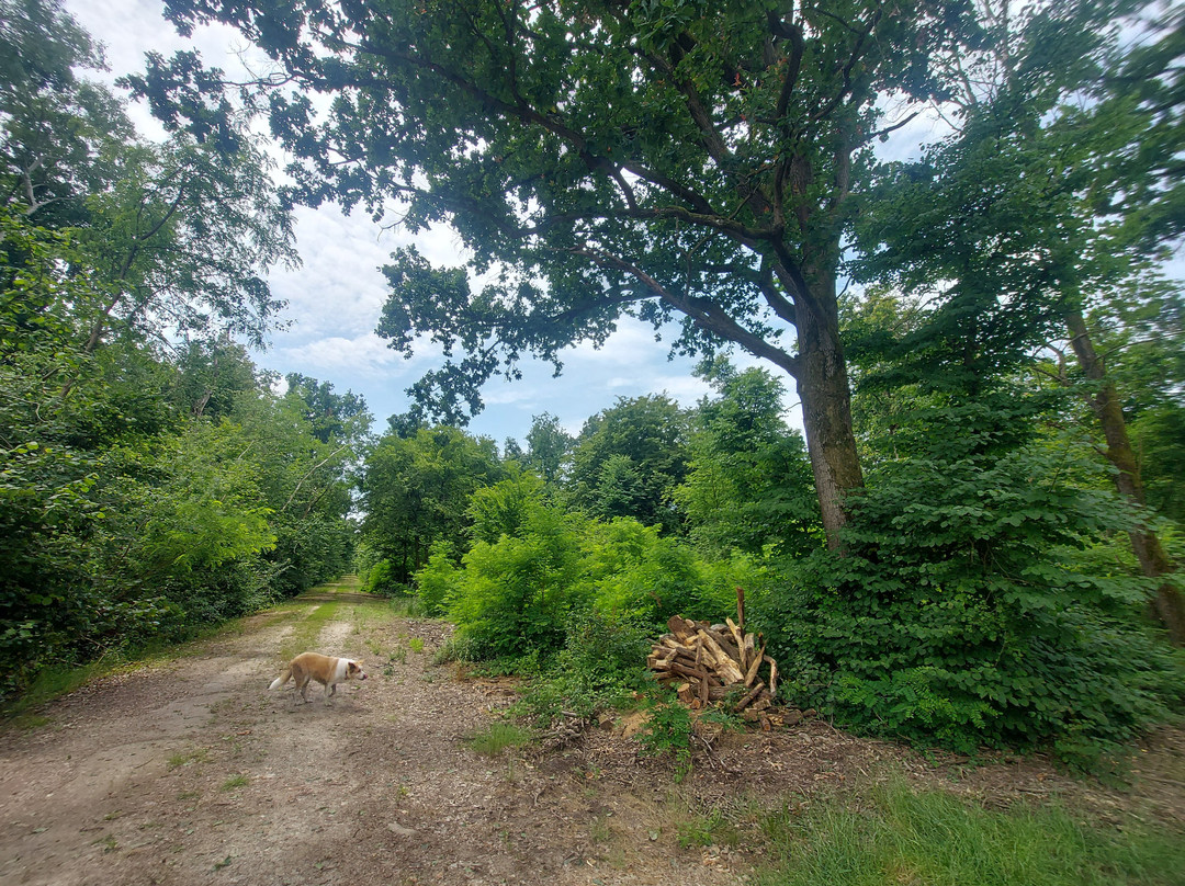 Bosco delle Sorti della Partecipanza-Trino必去景点