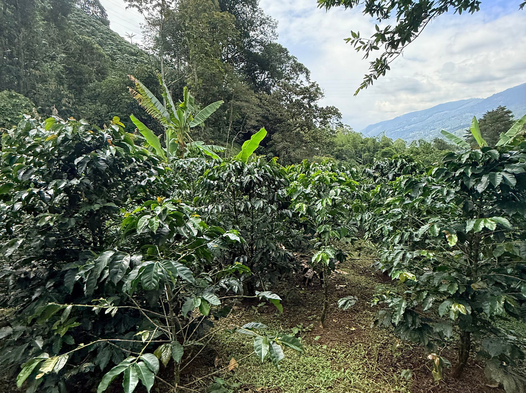 Finca Cafetera La Leona-麦德林必去景点