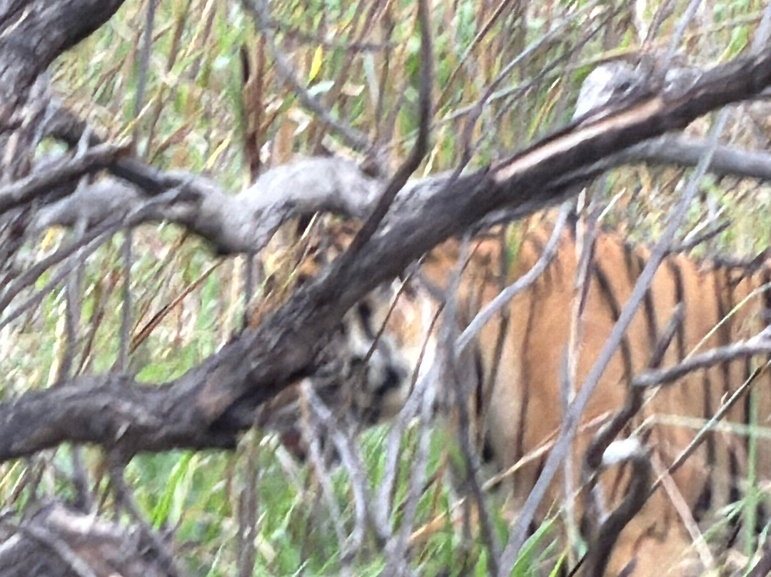 Panna National Park Safari-Madla必去景点